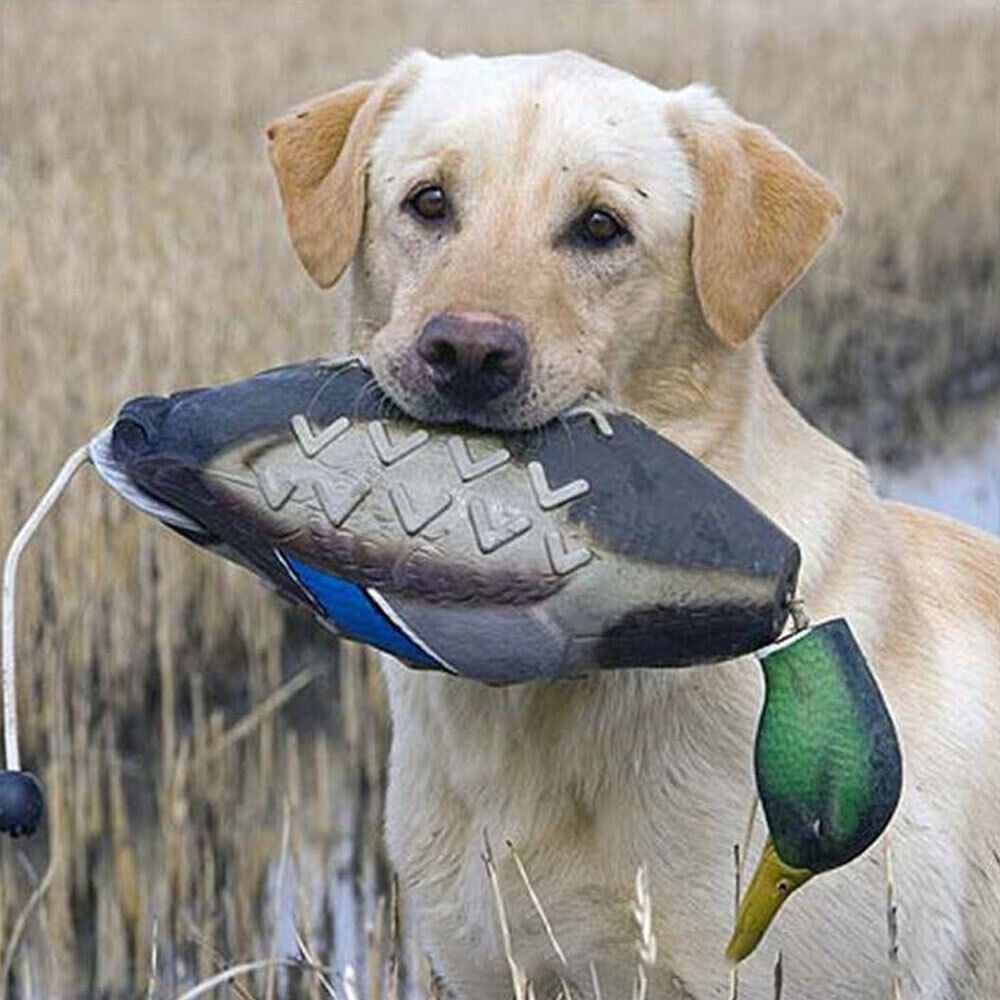 Mainan latihan anjing tahan gi - Decoy Duck Plastic ulasan dan harga